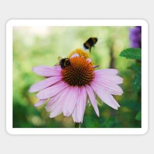 Echinacea Purpurea with Bees Sticker